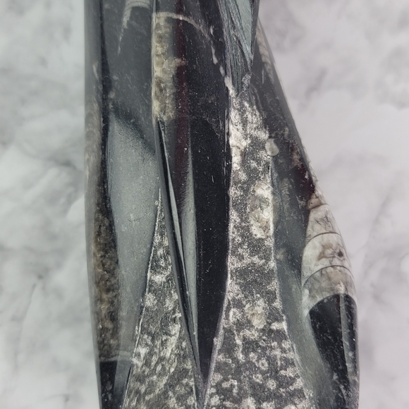 Orthoceras Fossil Home Decor Office Desk Bookend Display Black Gray Accent - Picture 6 of 16